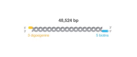 Biotinylated and digoxigenin-labeled double-stranded DNA (48,524 bp ...