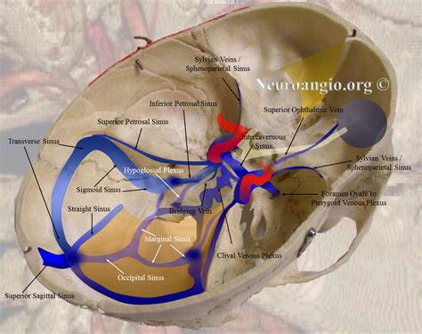 Venous Sinuses Ear Anatomy, Brain Anatomy, Human Anatomy And Physiology, Anatomy Images, Muscle ...