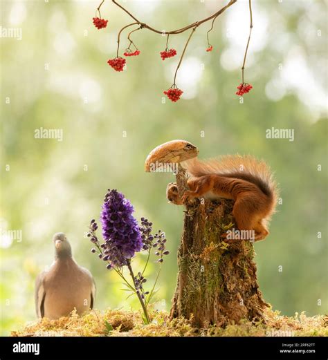 Sciurus nigra hi-res stock photography and images - Alamy