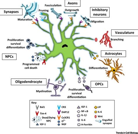 Microglia: Architects of the Developing Nervous System: Trends in Cell Biology