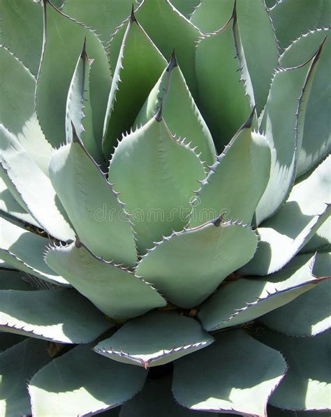 Beautiful Desert Yucca Plant in New Mexico