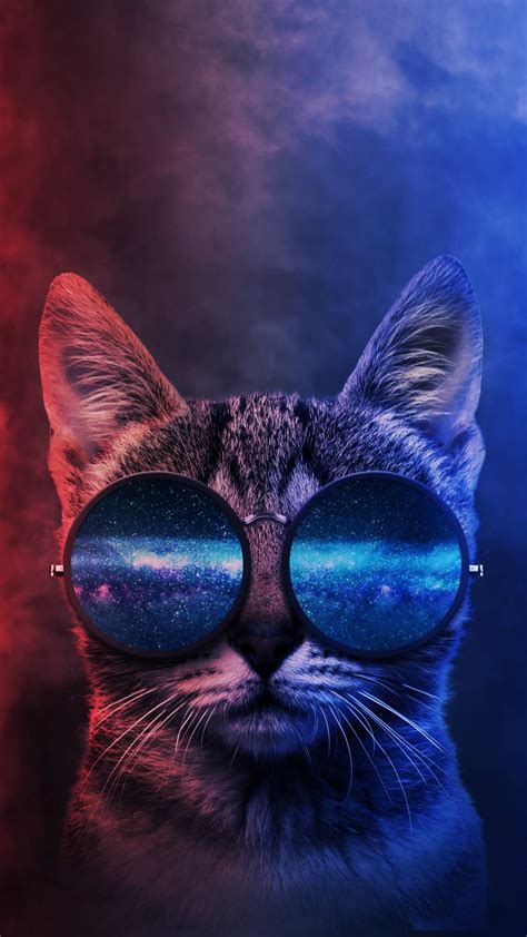 Cool Cat iPhone Wallpaper - iPhone Wallpapers