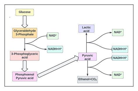 Fermentation Diagram Of Stages