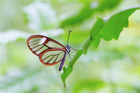 Glasswing butterfly 2 Photograph by Surasit Khamsamran - Fine Art America