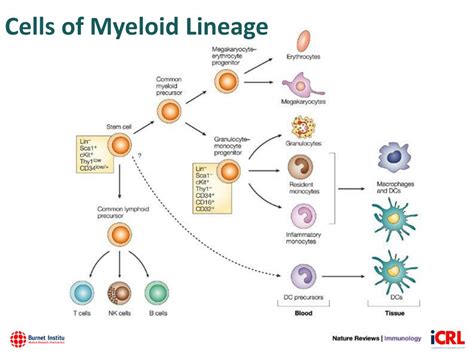 PPT - Myeloid cells matter….. PowerPoint Presentation, free download ...