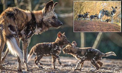 African Painted Dog Puppies : African Wild Dog Facts Animal Facts ...