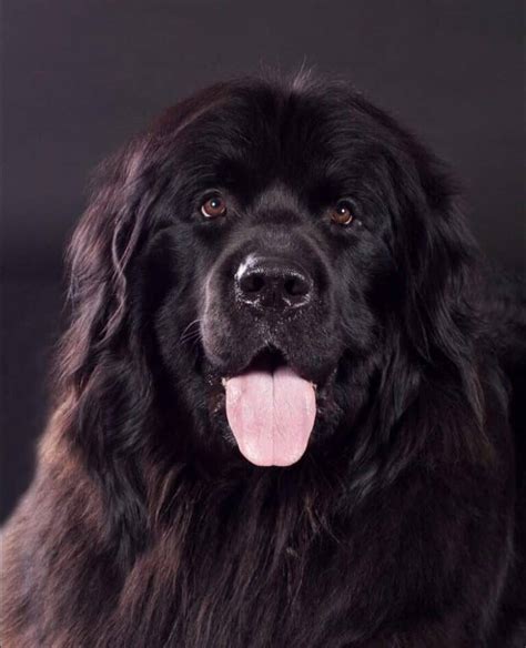 Labrador Newfoundland Mix Facts | Alpha Paw