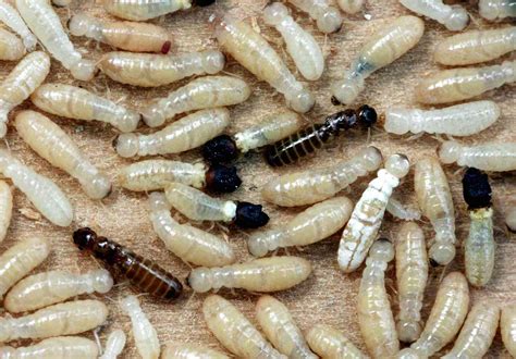 What Do Termites Look Like? Signs of Termite Damage