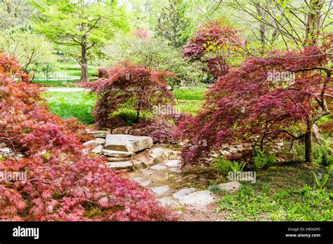 Green lace leaf japanese maple hi-res stock photography and images - Alamy