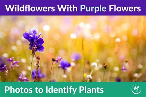 30 Purple Wildflowers: Names and Pictures for Identification