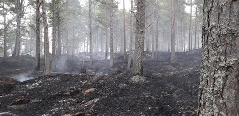 Culbin Forest fires are devastating wildlife on the Moray coast