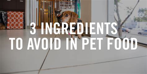 3 Ingredients To Avoid In Your Pet’s Food – HEALTHY SPOT