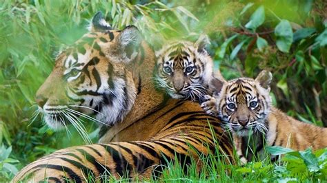 Rare Sumatran tiger cubs emerge from their den at Chester Zoo for the first time | UK News | Sky ...