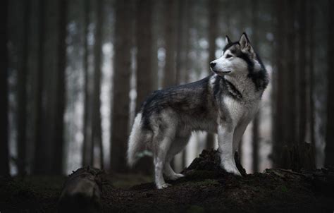 Black Husky Wallpapers - Top Free Black Husky Backgrounds - WallpaperAccess