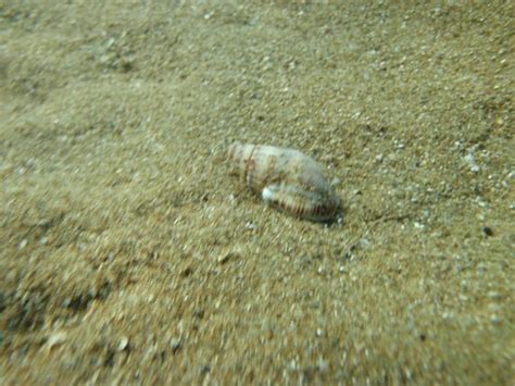 Sea floor shell | Location: Alexandroupoli,near santa rosa b… | Dimitris Siskopoulos | Flickr