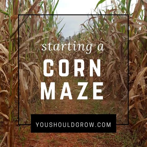 Thinking Of Starting A Corn Maze? Read This First | You Should Grow