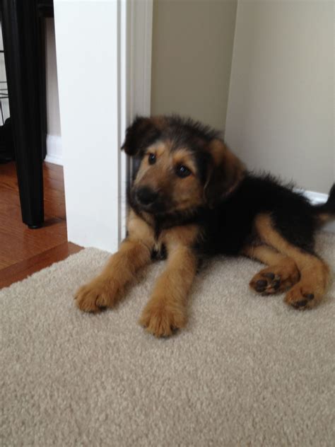 toy german shepherd poodle mix - Lasandra Quarles