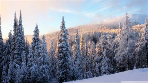 Download Snowy Fir Tree Forest Wallpaper 1920x1080 | Wallpoper #449196