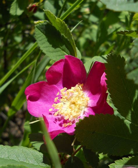 Celebrating Canada with Canadian Wildflowers » ramblingtart