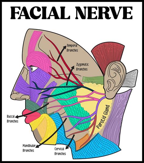 Human Facial Nerve Structure Scheme Diagram, Schematic Vector ...