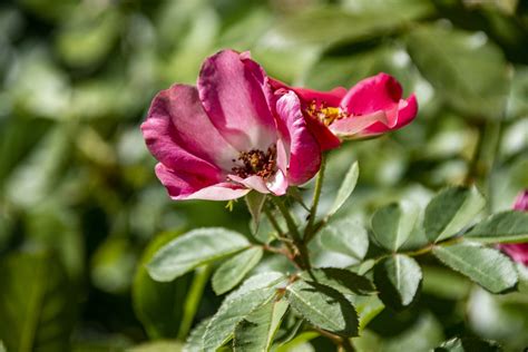 Sweetbrier Roses Free Stock Photo - Public Domain Pictures