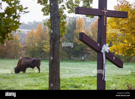 Bison in Bialowieza forest, Poland Stock Photo - Alamy