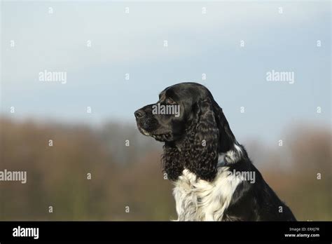 English Springer Spaniel Portrait Stock Photo - Alamy