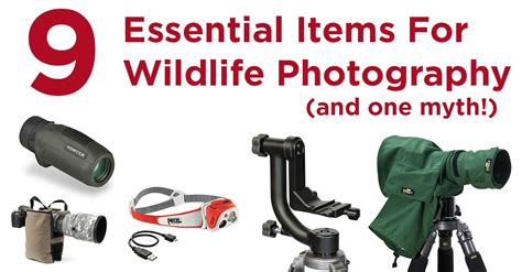 9 Essential Pieces Of Wildlife Photography Gear (+ One Myth!)