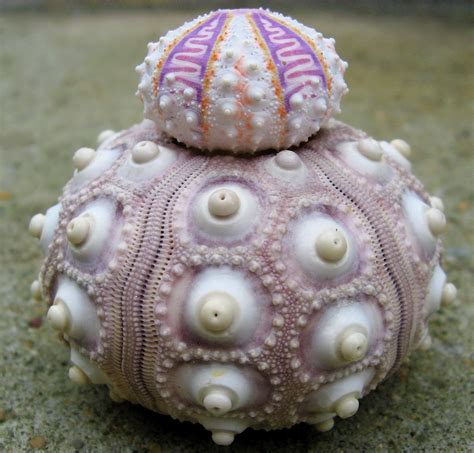 File:Sea urchin tests.jpg - Wikipedia