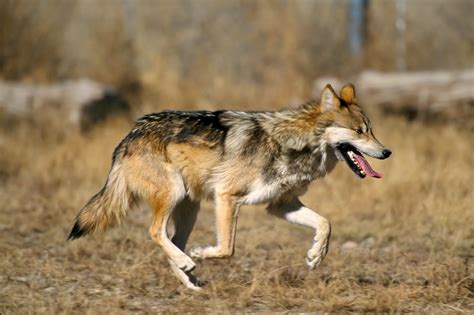 NatureWire: Have You Heard of... the Mexican Wolf?