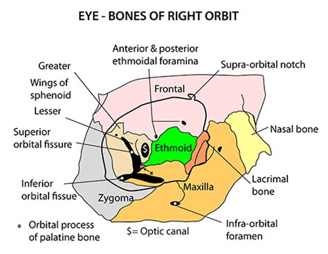 What Is The Orbit In Anatomy - Anatomical Charts & Posters