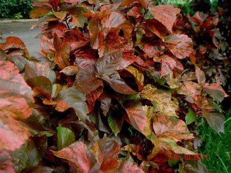 Acalypha wilkesiana (Cooperleaf, Copperleaf, Copper Plant, Jacob's Coat, Lance Copperleaf ...