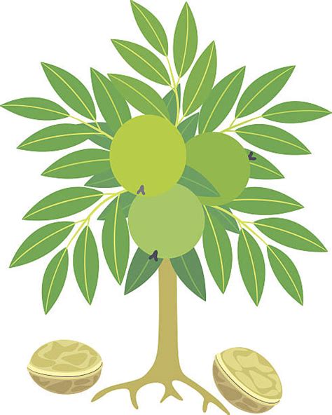 Best Walnut Tree Illustrations, Royalty-Free Vector Graphics & Clip Art - iStock