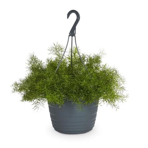 1.5-Gallon White Asparagus Fern in Hanging Basket (L5775) at Lowes.com