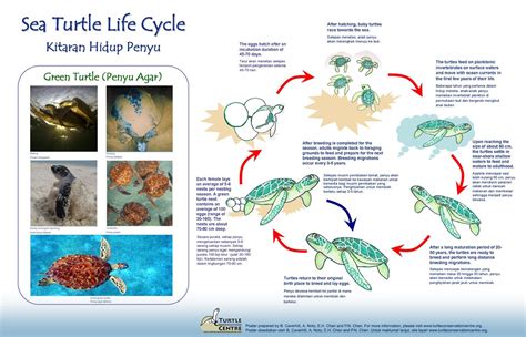 Redang Pelangi Resort: Introduction to Sea Turtles