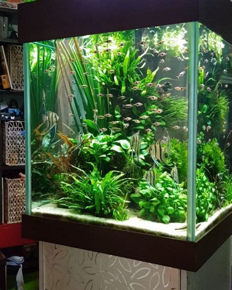 Pin on Aquarium Tanks Ideas