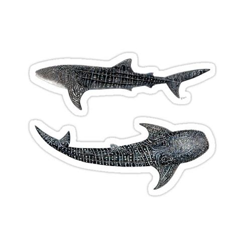 "Whale sharks Rhincodon typus" Sticker for Sale by Chloé Yzoard in 2023 | Whale shark, Shark ...