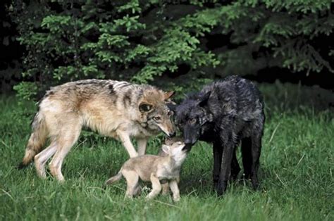 wolf breeding pair and pup - Students | Britannica Kids | Homework Help