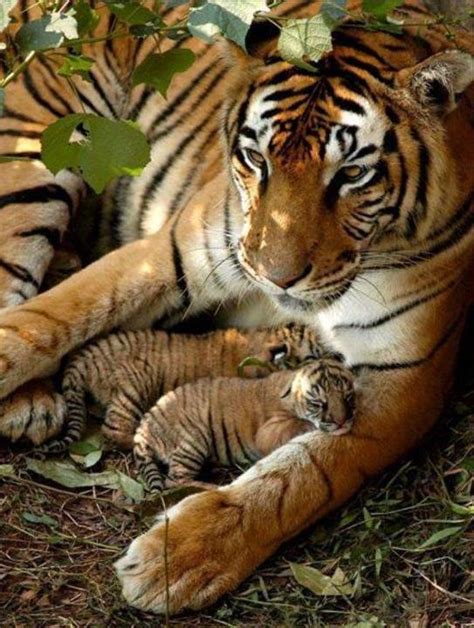 Tiger mom and cubs | Animals, Animals wild, Baby animals