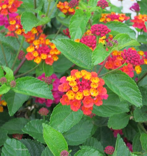 A Wandering Botanist: Plant Story--Beautiful, Invasive Lantana, Lantana camara