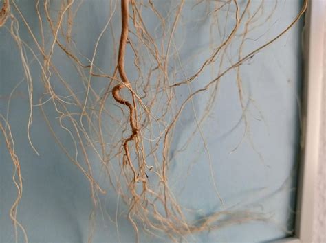 The Science of Root Growth | plantclub.io