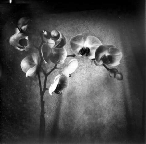 Still Life Orchid | gingerbreadcam pinhole camera, paper neg… | Flickr