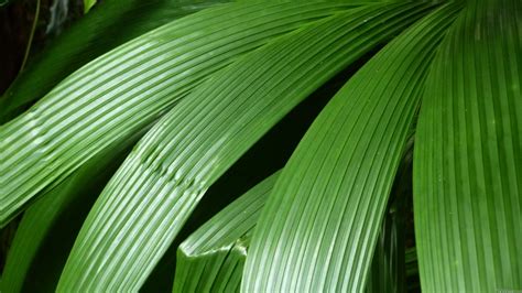 Tropical Leaf Wallpaper - WallpaperSafari