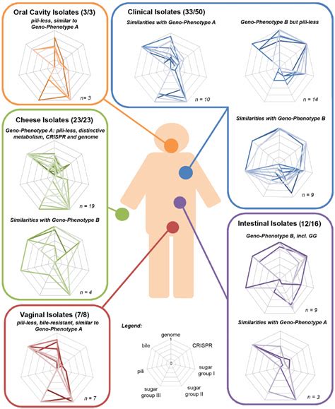 Anthropocentric view of the L. rhamnosus species. The interactions ...