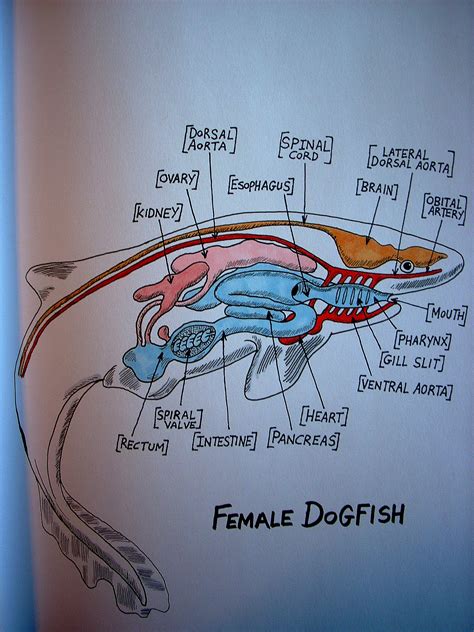 Dogfish Anatomy By: Stephanie Bissonnette | Marine biology, Oceanography, Animal infographic