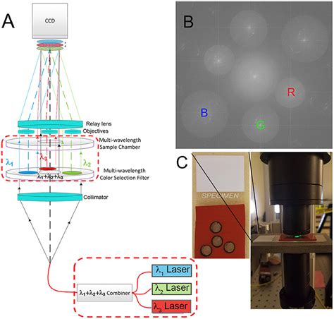 Frontiers | Multiwavelength Digital Holographic Imaging and Phase Unwrapping of Protozoa Using ...