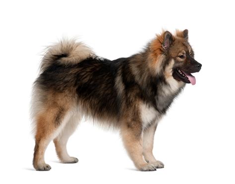 Eurasier Dog Breed Pictures, Characteristics, & Facts