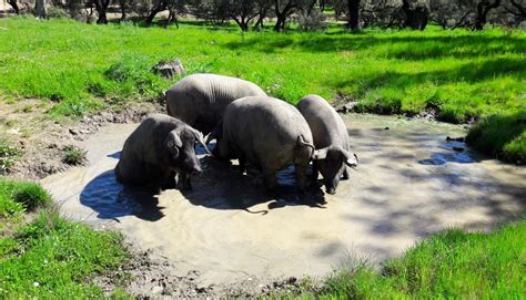 Visit to an Iberian/iberico pig farm - A Question Of Taste