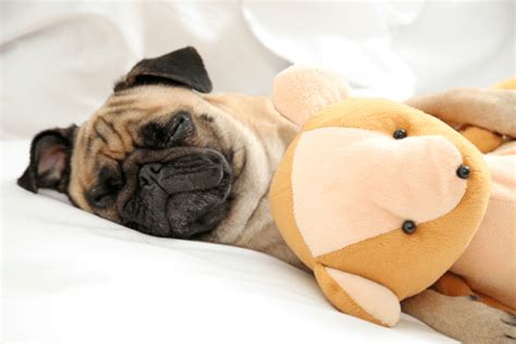 9 Fun Facts About the Wonderfully Weird Pug