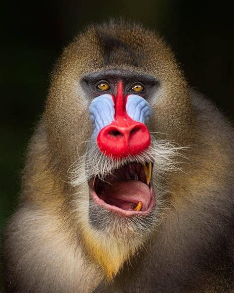 Wildlife Animals & Nature | Wildlife animals, Jungle animals, Mandrill